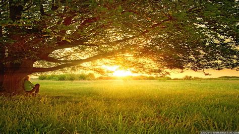 Peaceful Summer Day, summer, sunset, tree, fields, HD wallpaper | Peakpx