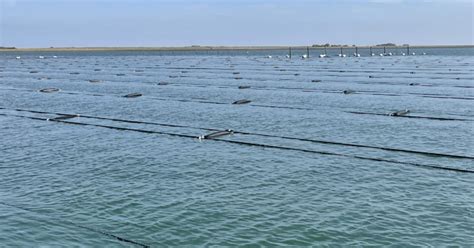 EU backs seaweed farming success | The Fish Site