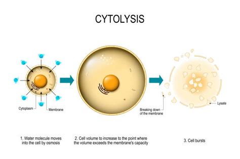 Cytolysis Stock Photos, Pictures & Royalty-Free Images - iStock