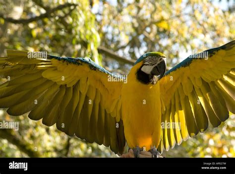 parrot wings spread outdoors Stock Photo - Alamy