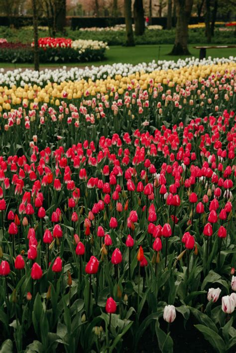 Tips for Visiting Tulips in the Netherlands - thewildlylife.com