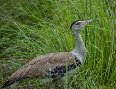 Australian Bustard - The Australian Museum