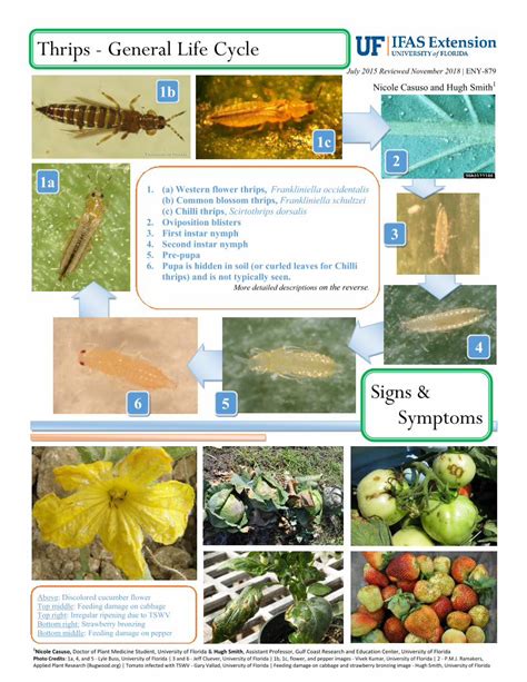 (PDF) Thrips - General Life Cycle - DOKUMEN.TIPS