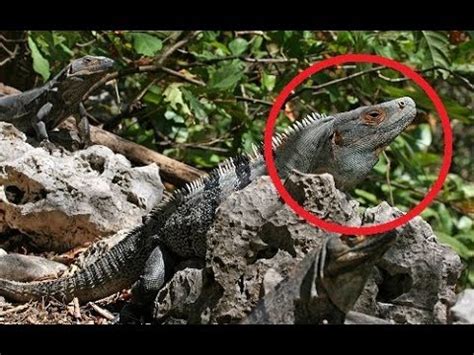 13 Fastest Lizards EVER! - YouTube