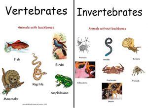 Similarities Between Vertebrates and Invertebrates - KnowsWhy.com