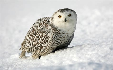 Snowy Owl Wallpapers - Wallpaper Cave