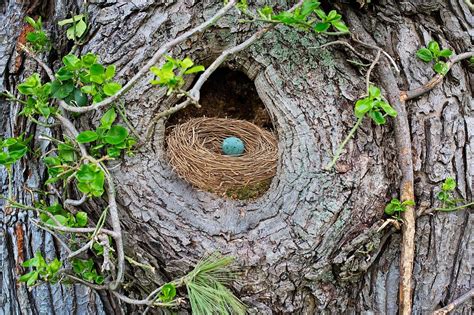 Everything You Need to Know About the Bird Nesting Season - The Blog Frog