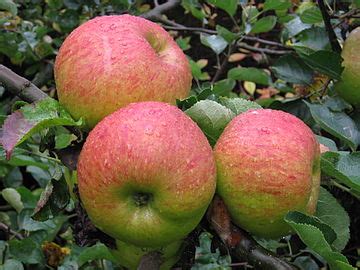 Apple - Wikipedia