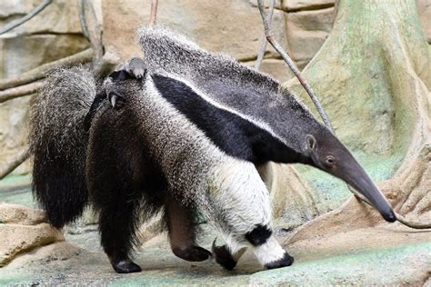 Giant Anteater Born at Brookfield Zoo | La Grange, IL Patch