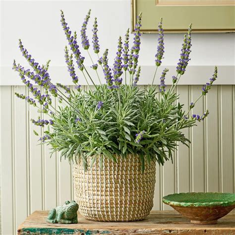 Indoor Lavender Plants | White Flower Farm