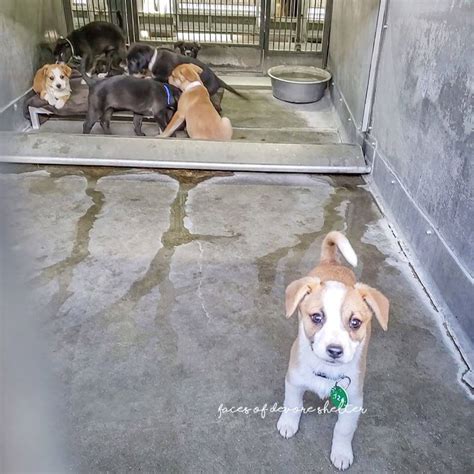 Devore Animal Shelter Adoptable Dogs - Animal Care