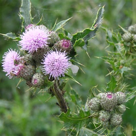 Creeping Thistle - Vialii Gardens