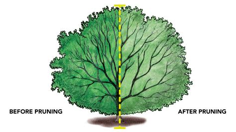 Holly Pruning: [Reasons, Season, Tools and Steps to follow] - Complete ...