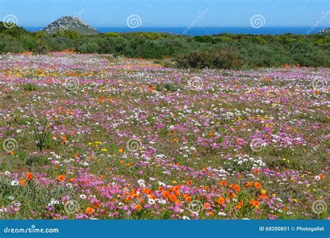 Flowers at the West Coast National Park Stock Image - Image of blossom ...