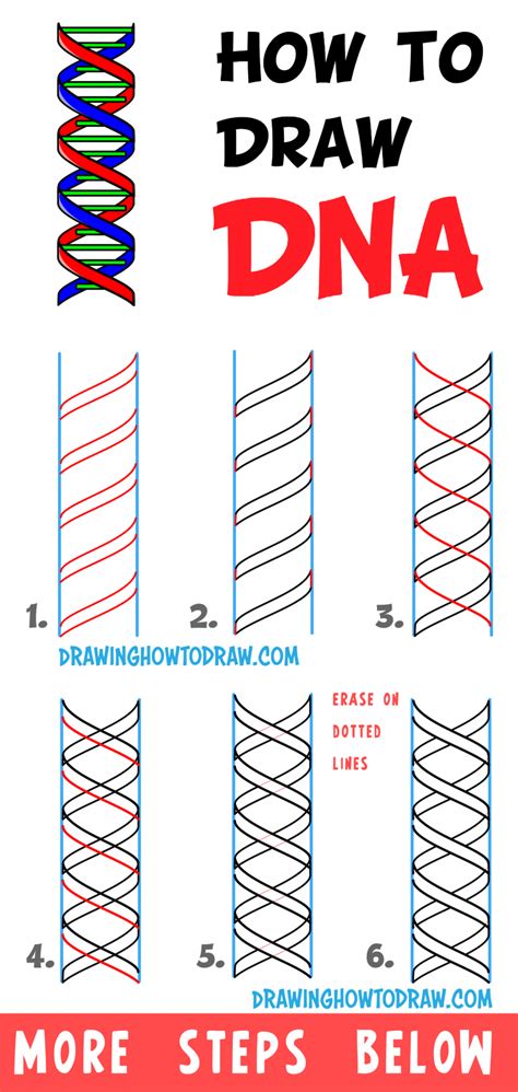 How to Draw DNA Double Helix Structure – Easy Step by Step Drawing ...