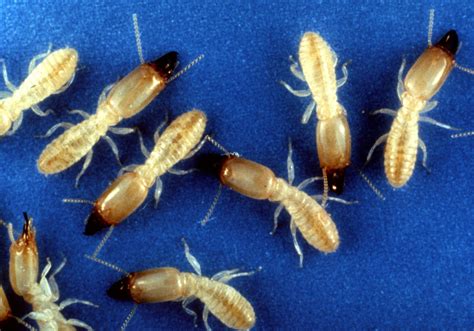 Facts About Termites - North Jersey Termite