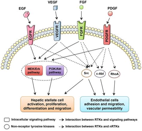 Frontiers | New Insight into the Anti-liver Fibrosis Effect of ...