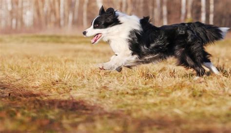 Tìm hiểu chi tiết về giống chó chăn cừu Border Collie - Trường Huấn Luyện Chó Số 1 Việt Nam