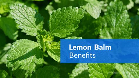 Lemon Balm: Benefits, Uses, Dosage, and Side Effects - EvidenceLive