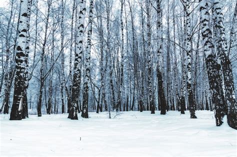 Premium Photo | Birch trees in the winter city park