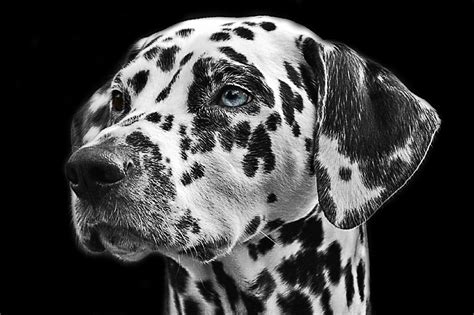 Why Are Dalmatians Black And White