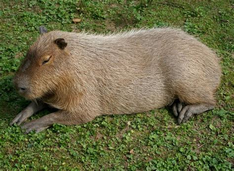 Capybara. A photograph of a capybara the worlds largest rodent , # ...