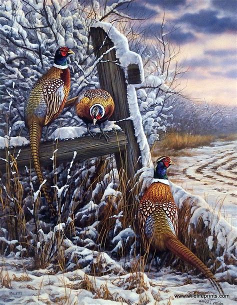 Rosemary Millette Forgotten Fenceline- Pheasants | Wildlife art, Wildlife paintings, Hunting art