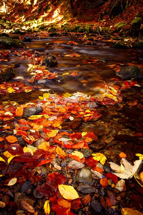 Stream In Forest In Autumn Free Stock Photo - Public Domain Pictures