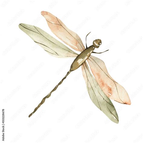 Watercolor dragonfly clipart. Tender nature png illustration. Stock Illustration | Adobe Stock