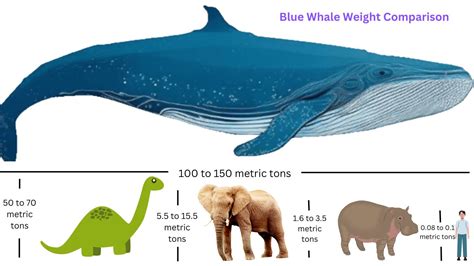 Blue Whale Size Comparison: Exploring the Enormity of These Majestic Creatures - NatureGeeky