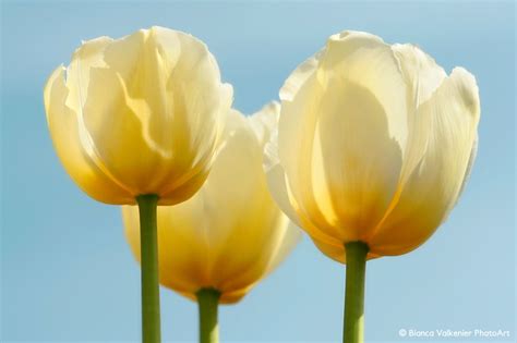 trio of yellow/white tulips | Flowers photography, Beautiful flowers, Backlit photography