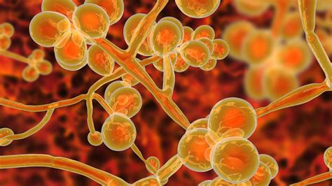 Candida auris: This fungus is a health care concern - Mayo Clinic News Network