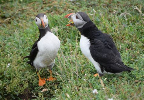 Love of Scotland: Puffin Island