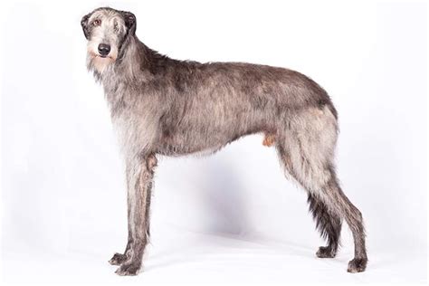 Scottish Deerhound - Temperament, Lifespan, Shedding, Puppy