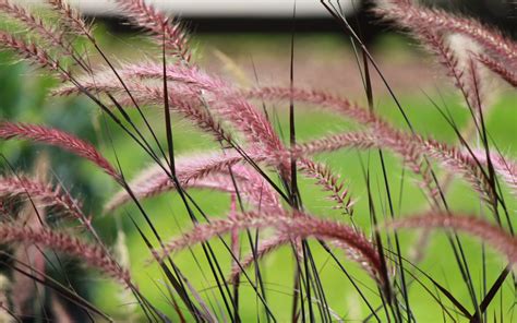 Fountain Grass | Hickory Creek Nursery