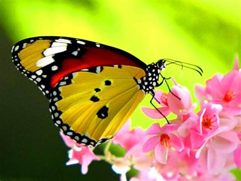 Beautiful Butterfly Wallpapers - Wallpaper Cave
