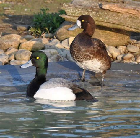 Greater Scaup - British Waterfowl Association