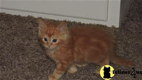 Maine Coon Kitten for Sale: Cream Tabby Male 8 Yrs and 3 Mths old