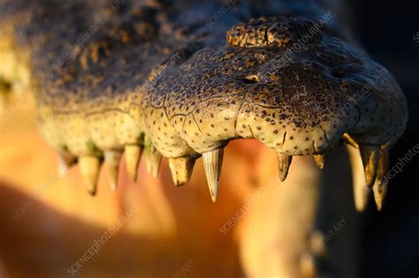 Saltwater crocodile teeth - Stock Image - C049/4205 - Science Photo Library