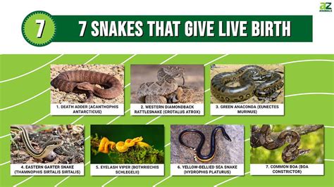 Snakes can give birth in different ways – Nature Blog Network