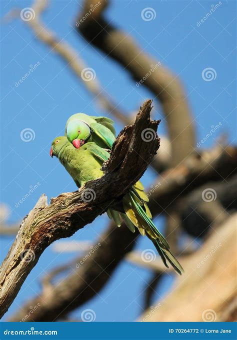 Parakeet Mating Rose-ringed Parakeet (Psittacula Krameri), Known As the Ring-necked Parakeet, is ...