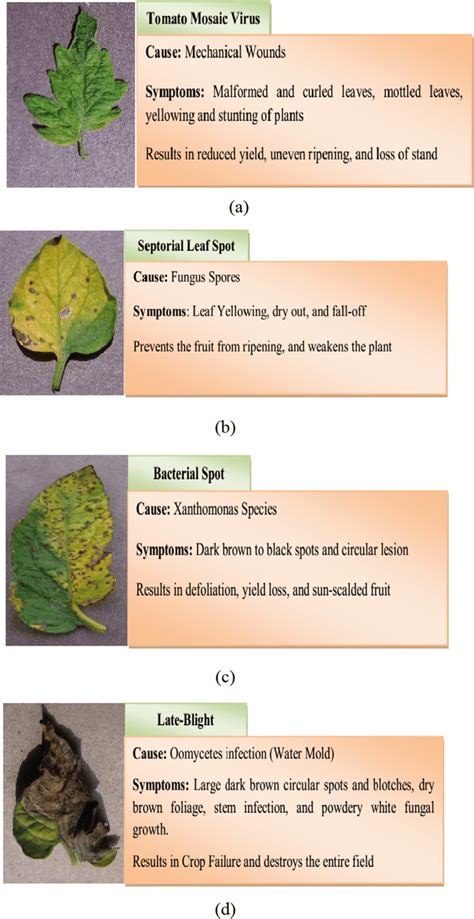 Four types of tomato leaf disease classification | Download Scientific ...