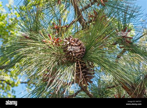 Longleaf pine cones Stock Photo - Alamy