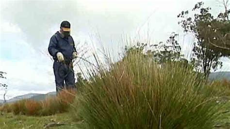 Prolific and highly invasive serrated tussock becoming tolerant to herbicides on the NSW Central ...