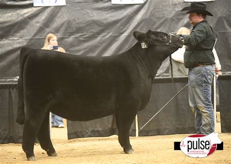 Jackrabbit Memorial Jackpot | Breeding Heifers – Top 5 Overall Ring B | The Pulse