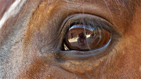 Horse Vision – Interesting Facts that Affect Horse Behaviour - Online ...