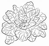 Free Printable Spinach coloring page  Download Print Or Color Online sketch template