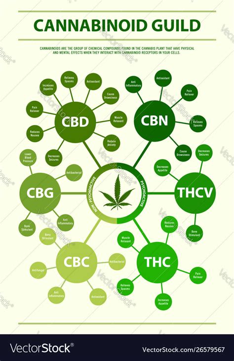 Cannabinoid guide vertical infographic Royalty Free Vector