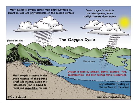 Oxygen Cycle Description and Assessment