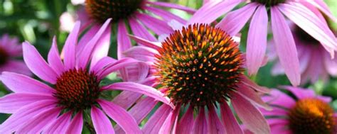 Echinacea Benefits and Side Effects | NaturalAlternativeRemedy